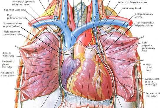 Meditatii admitere medicina/Biologie (Anatomie Fiziologie)