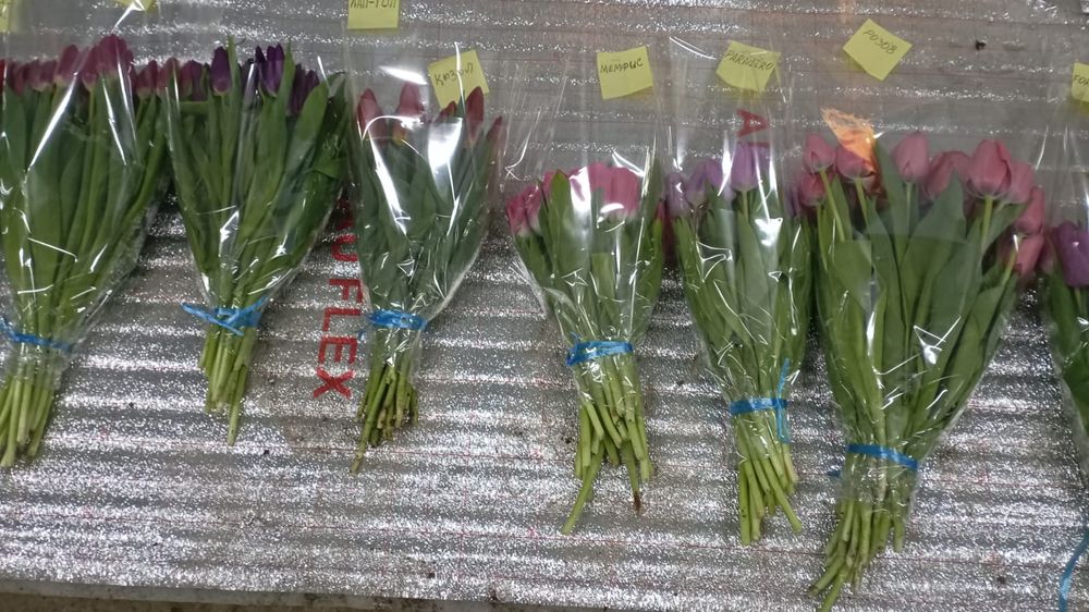 Тюльпаный ПО оптовой цене