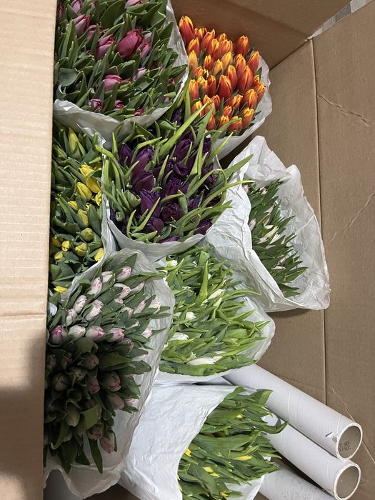 Тюльпан по 650тг шт