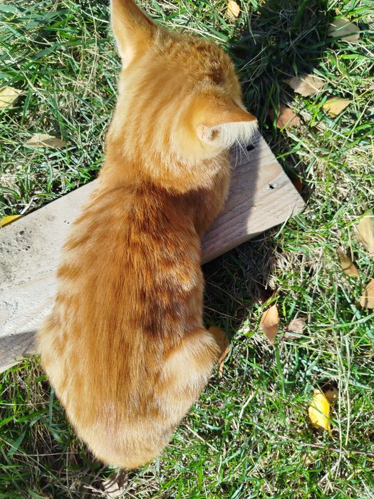 Котета на 4-5 месеца