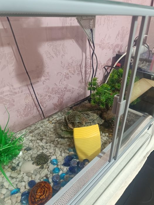 Terariu complet utilat cu doua broscuțe