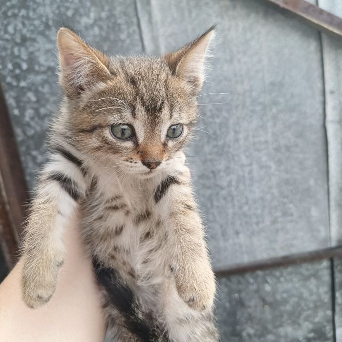 Отдам котят в добрые руки