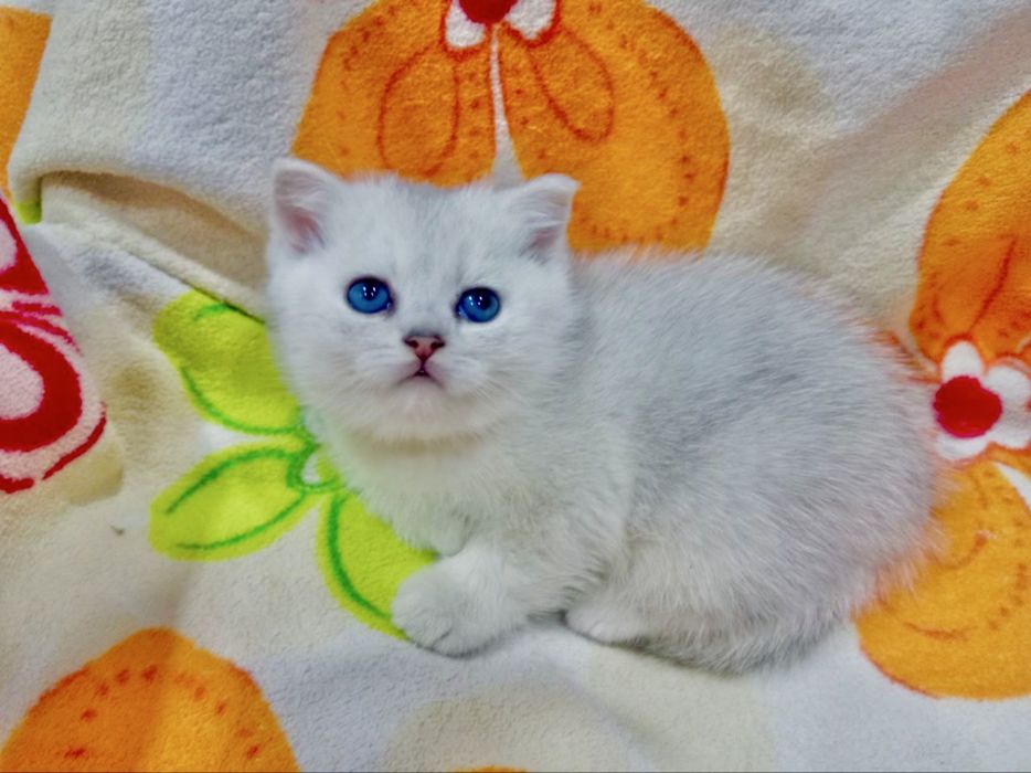 Вязка! Шиншилла Серебро , Фолд!