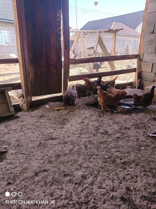 Домашние куры продам