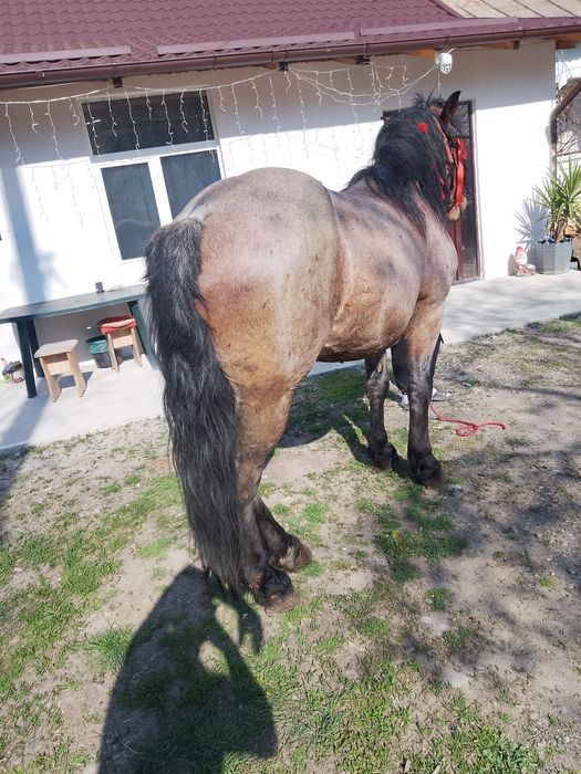 Vând mânz de 2ani și 5 luni sau schimb cu iapă la garanție !