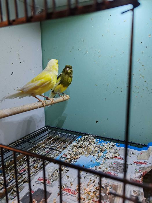 Продавам канарчета