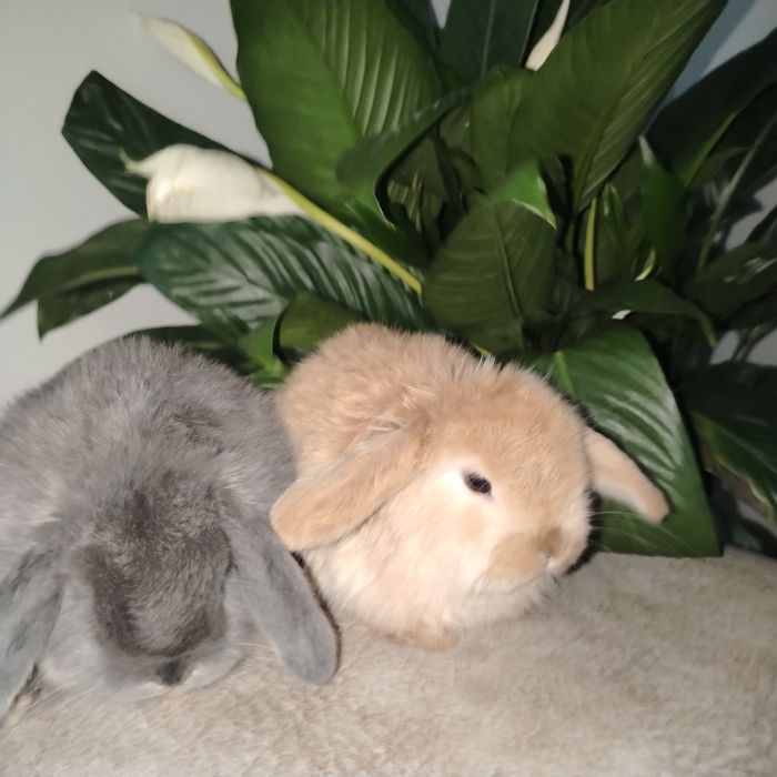 Karlik almaz glaz quyon