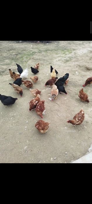 тауық ломон брауын