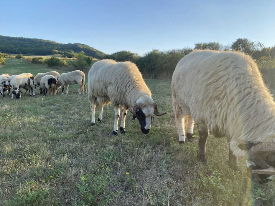 Isi cauta casa noua berbeci si oi breze