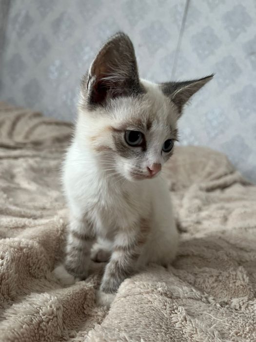 Отдам котенка доставка