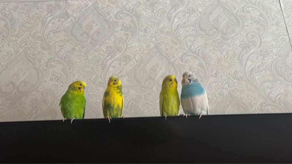 Продам 4 волнистых попугаев