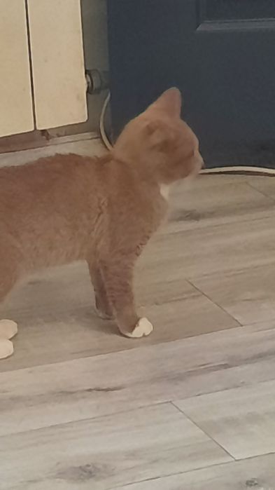 бесплатно отдам котенка