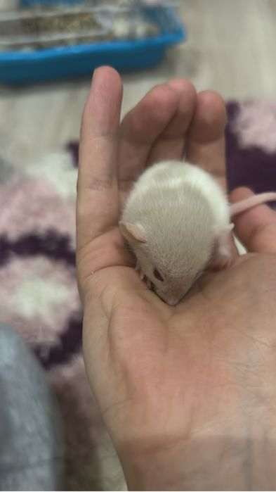 Продаю крысят домашних