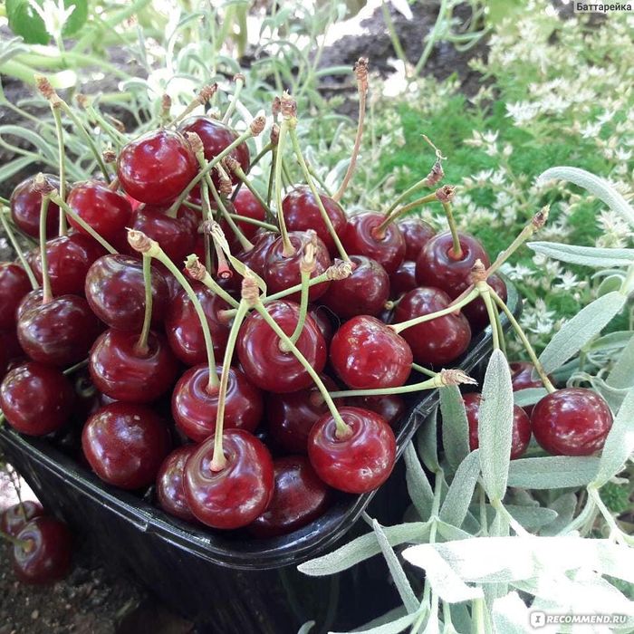 Продам вишня ягоды домашние
