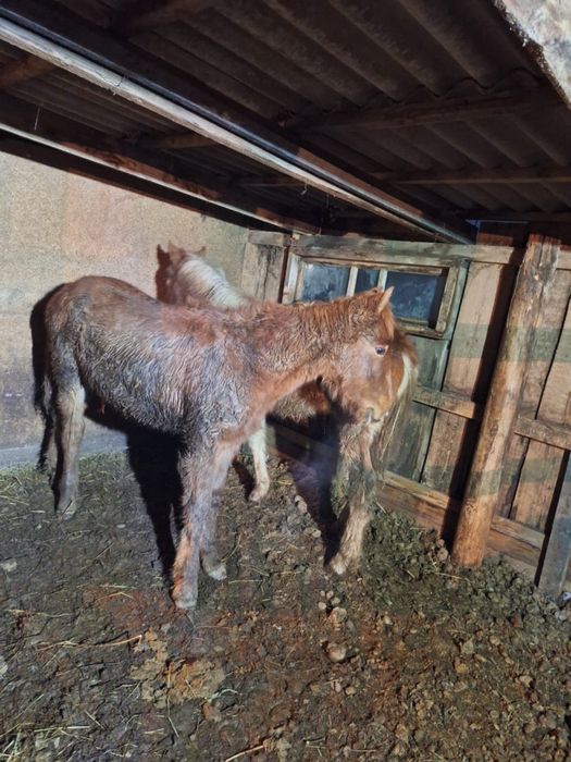 Жерибенок 10 месяцев