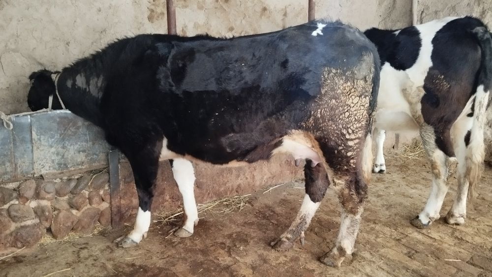 Ona bola sigir sotiladi