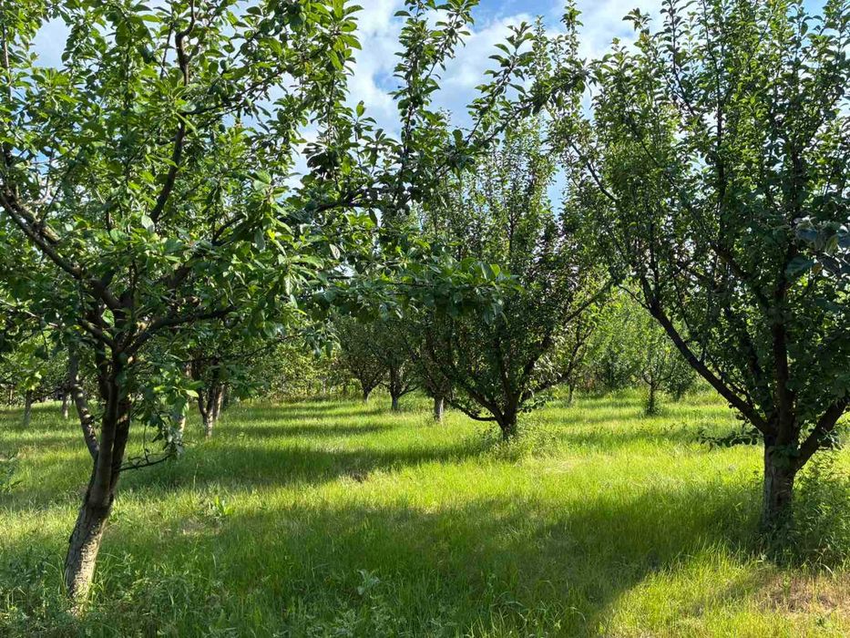Овощна градина в регулация | 1425 кв.м | с. Медовина