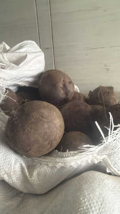 Sfeclă roșie
