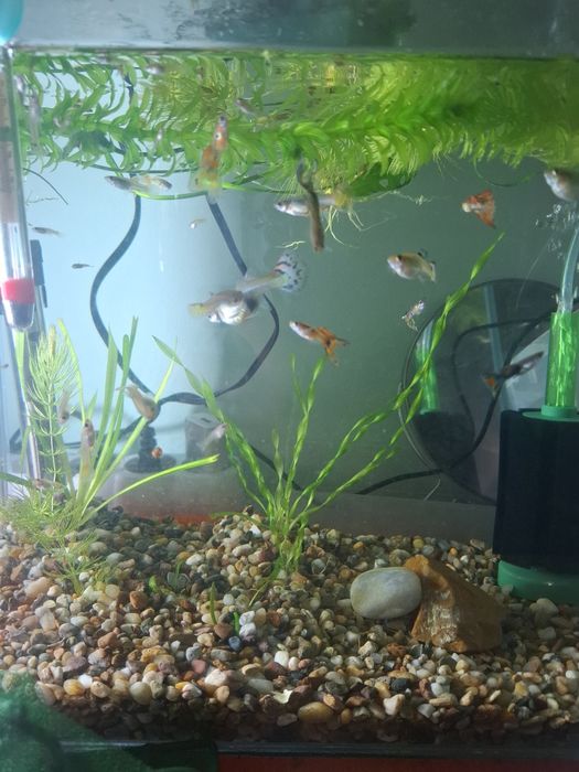 Гупи микс  (Ендлер)