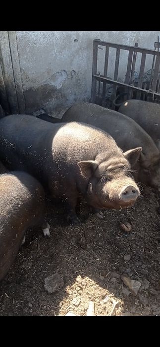 Продам свиней 8 голов.