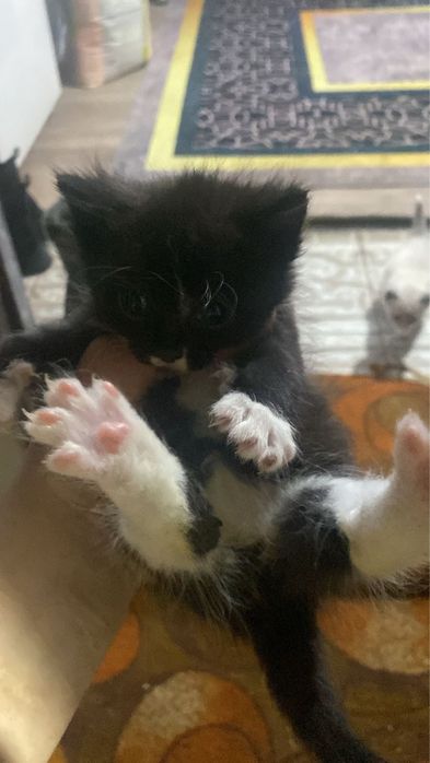 Раздам котят домашние