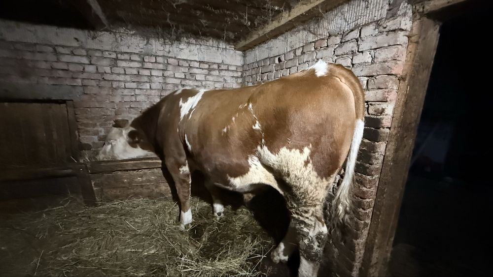 Disponibil spre vanzare