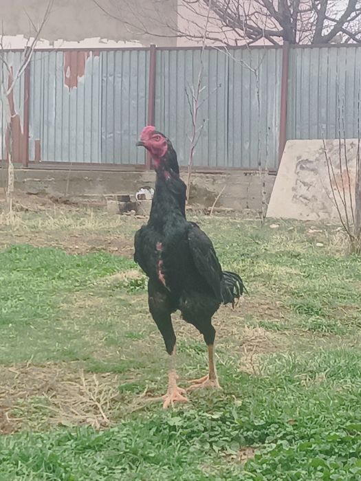 Дакан шоже кораз