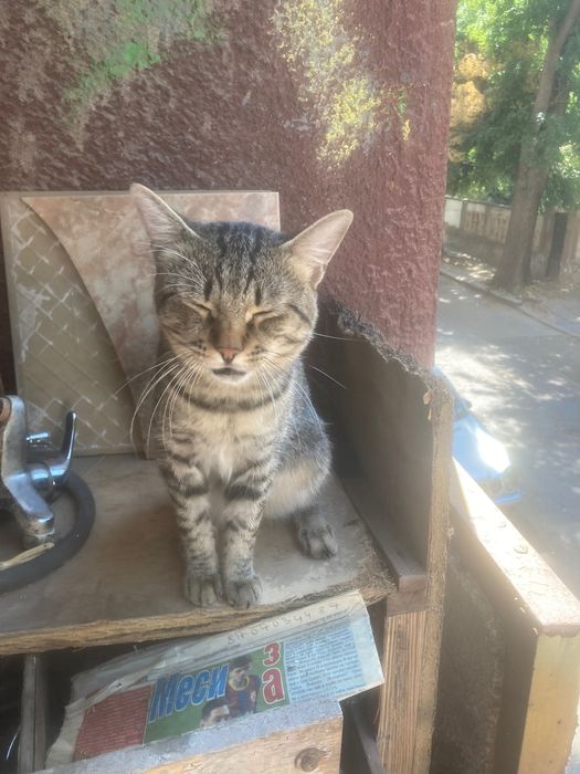 Млад котарак търси дом