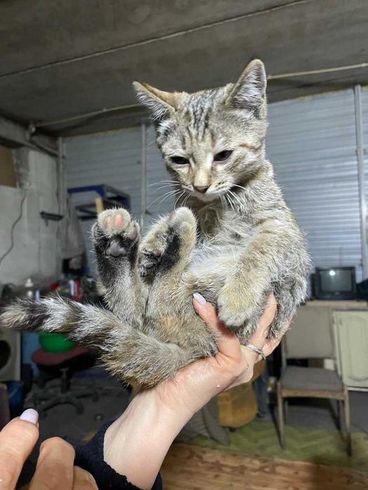 Отдам котенка в добрые руки