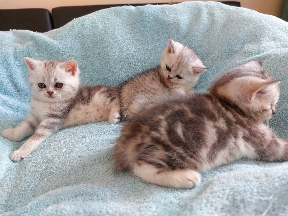 Шиншила и скотиш страйт