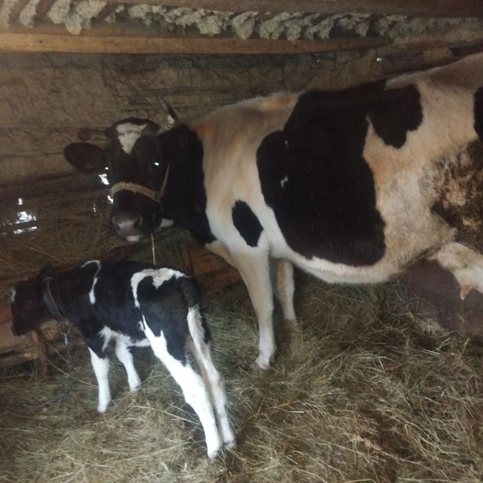 Disponibilă vacă holstain cu vițel