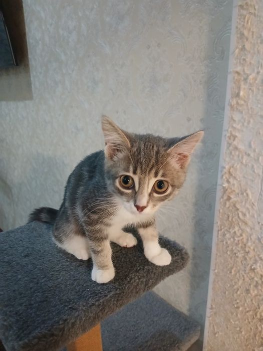 Отдам котёнка 3 месяца! К лотку приучен! В подарок лоток!