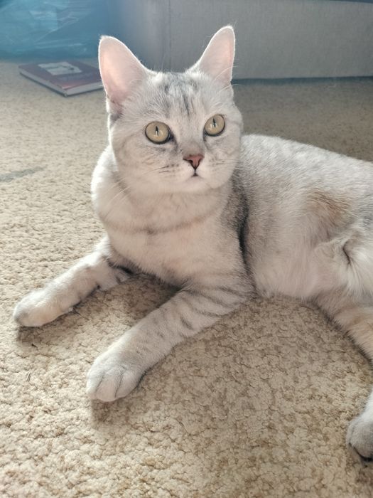 Шотландская кошка