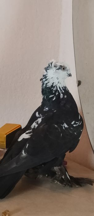 Продам красавца голуб