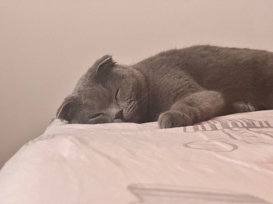 Отдам кошку в добрые руки