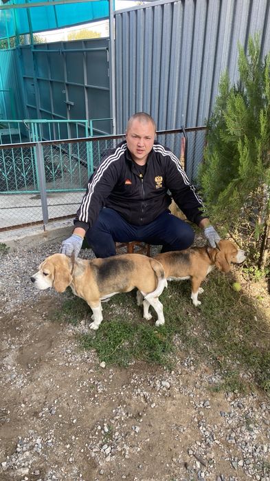 Бигль на вязку