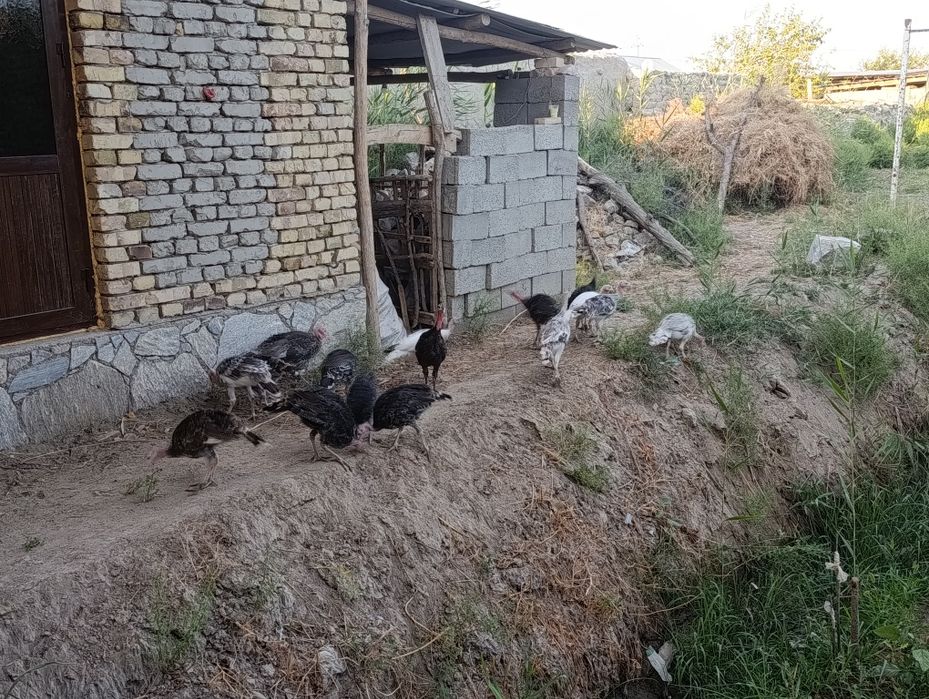 Куркалар сотилади