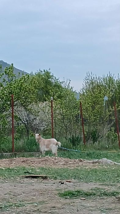 De vânzare o capră de anul trecut gestantă