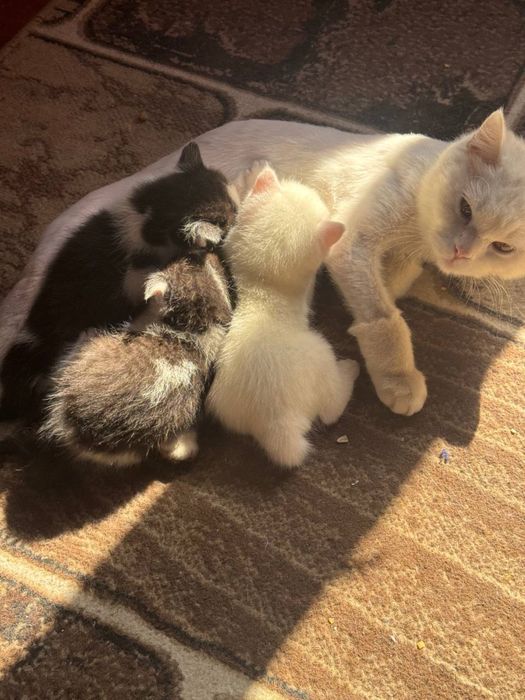 Продаются котята