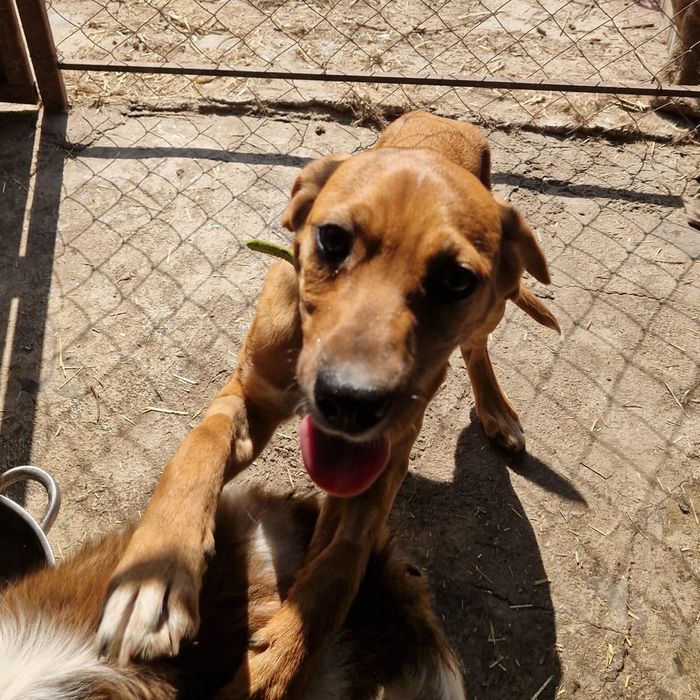 Щенки собаки ищут дом. Срочно