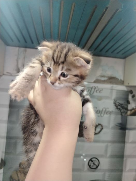 Милые котята ждут своих хозяевов