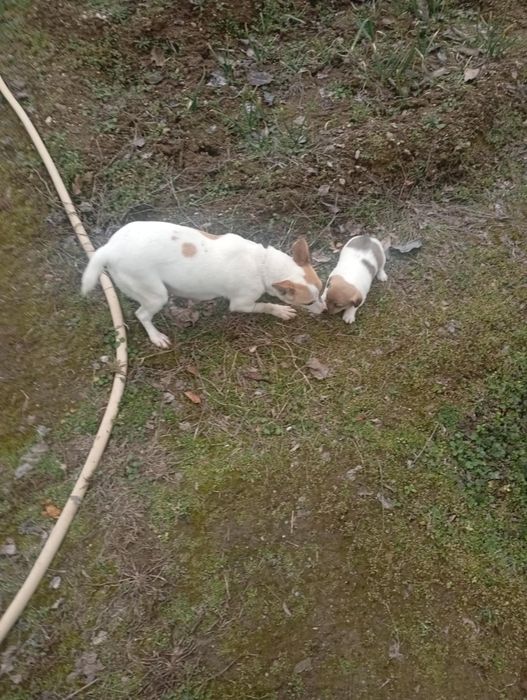 Кученца Джак Ръсел