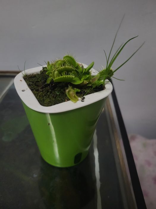 Венерина мухоловка растения