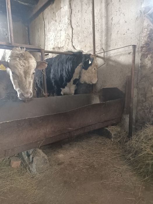 Откормда турган 5 бас бука сатылады