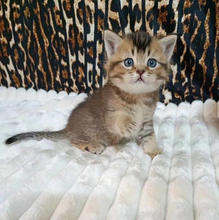 Продается скотиш страйт (Золотой)