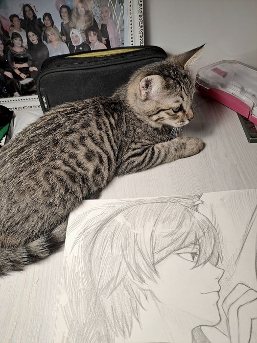 Отдадим в хорошие руки кота