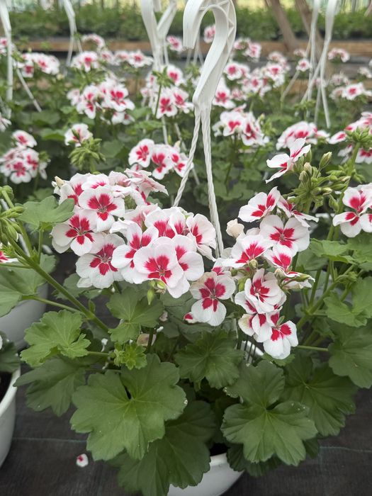 Ghivece agatatoare cu muscate caliope, petunii curgatoare, mixuri de flori la angro engross