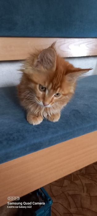 Продам котёнка мейн кун девочка