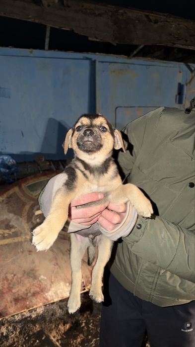 Щенята в добрые руки
