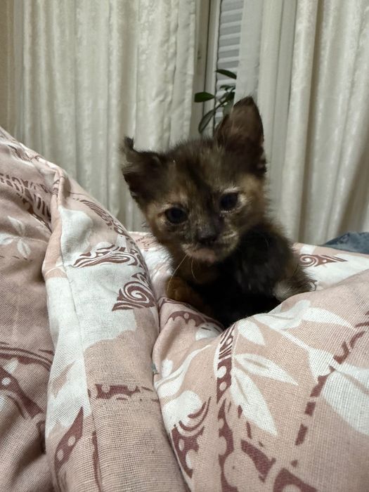 Пристраивается котенок